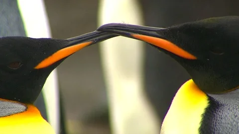 Antarctica King Penguins Stock Footage 70395672
