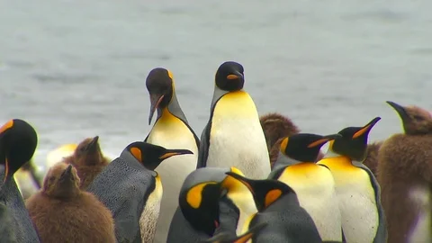 Antarctica King Penguins Stock Footage 70395680