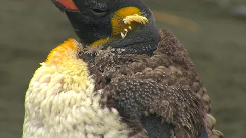 Antarctica King Penguins Stock Footage 70396309