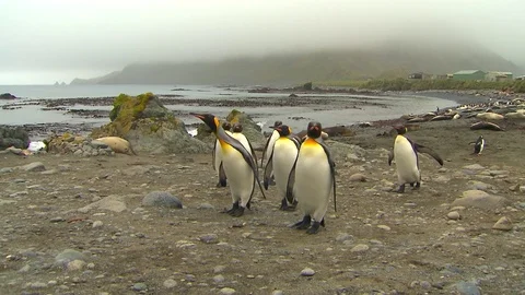 Antarctica King Penguins Stock Footage 70396479