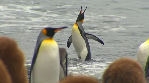 Antarctica King Penguins Stock Footage 70396771