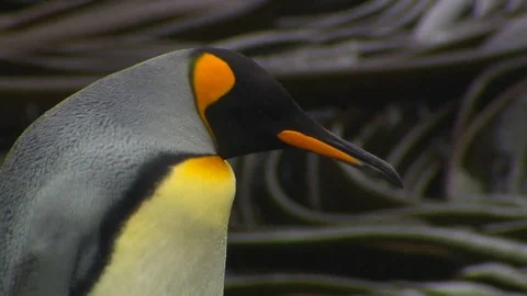 Antarctica King Penguins Stock Footage 70397078
