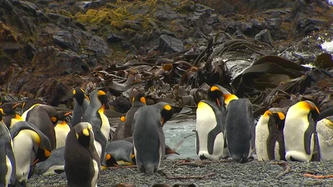 Antarctica King Penguins Stock Footage 70397112