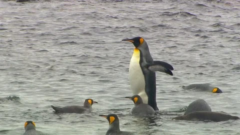 Antarctica King Penguins Stock Footage 70397143