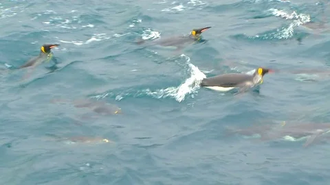 Antarctica King Penguins Stock Footage 70397168