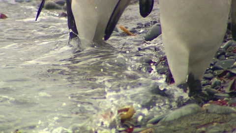 Antarctica King Penguins Stock Footage 70397336
