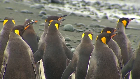 Antarctica King Penguins Stock Footage 70397630