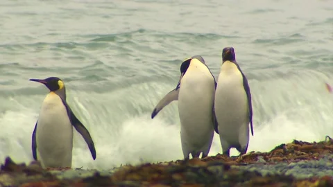 Antarctica King Penguins Stock Footage 70397752