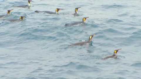 Antarctica King Penguins Stock Footage 70397795