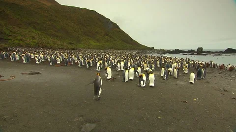 Antarctica King Penguins Stock Footage 70397908