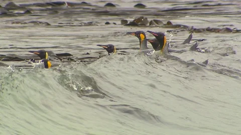 Antarctica King Penguins Stock Footage 70398166