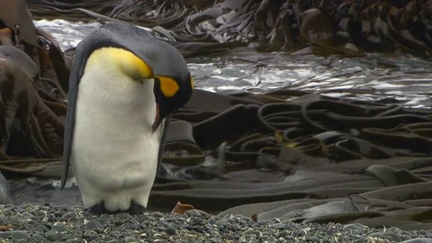 Antarctica King Penguins Stock Footage 70398330