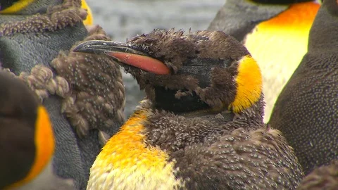 Antarctica King Penguins Stock Footage 70398387