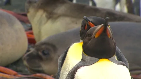 Antarctica King Penguins Stock Footage 70402516