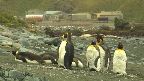 Antarctica King Penguins Stock Footage 70404127