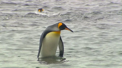 Antarctica King Penguins Stock Footage 70404167