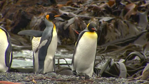 Antarctica King Penguins Stock Footage 70404222