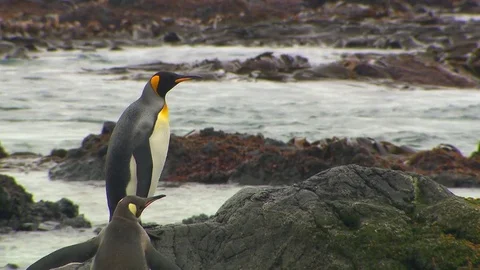 Antarctica King Penguins Stock Footage 70404301