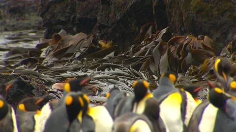Antarctica King Penguins Stock Footage 70404302