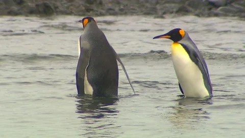 Antarctica King Penguins Stock Footage 70404501