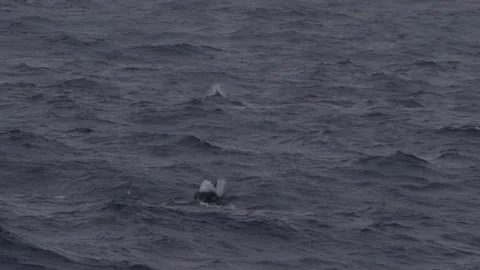 Antarctica Orca surfaces in Slow Motion in the Drakes Passage Stock Footage 131320071
