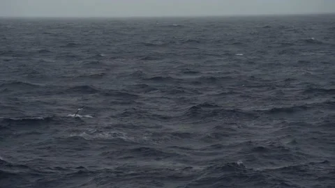 Antarctica Orca surfaces in Slow Motion in the Drakes Passage Stock Footage 131320103