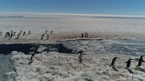 Antarctica penguins from the air Stock Footage 102443036