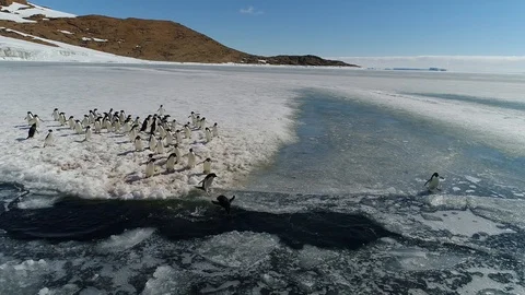 Antarctica penguins from the air Stock Footage 102443100