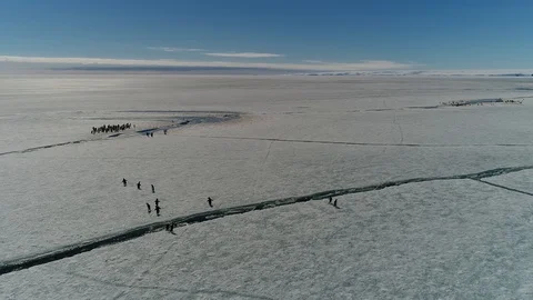 Antarctica penguins from the air Stock Footage 102443123