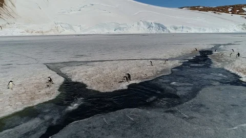 Antarctica penguins from the air Stock Footage 102443666