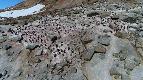 Antarctica penguins from the air Stock Footage 102444115