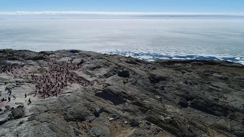 Antarctica penguins from the air Stock Footage 102445242