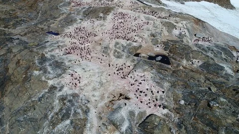 Antarctica penguins from the air Stock Footage 102445568