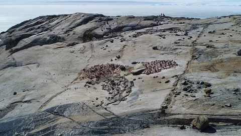 Antarctica penguins from the air Stock Footage 102445641