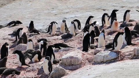  Antarctica. penguins Stock Footage 119577583