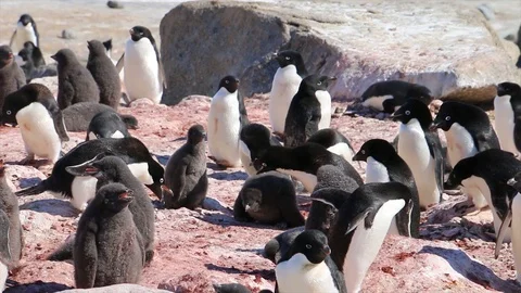 Antarctica. penguins Stock Footage 119577888