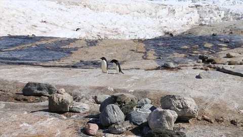 Antarctica. penguins Stock Footage 119578017