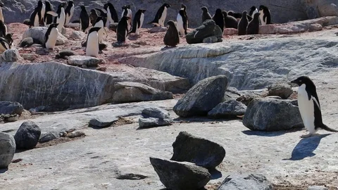  Antarctica. penguins Stock Footage 119578047