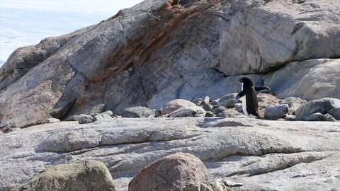 Antarctica. penguins Stock Footage 119578097