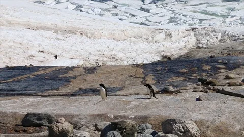  Antarctica. penguins Stock Footage 119578270