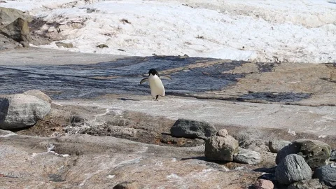 Antarctica. penguins Stock Footage 119578369
