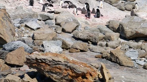 Antarctica. penguins Stock Footage 119578586