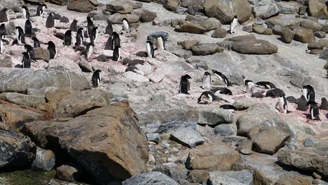 Antarctica. penguins Stock Footage 119578620
