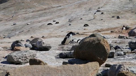 Antarctica. penguins Video stock 119578703