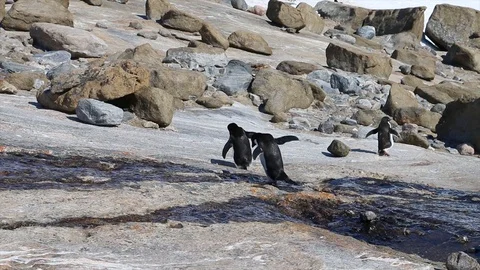 Antarctica. penguins Stock Footage 119578761