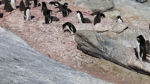 Antarctica. penguins Stock Footage 119578881