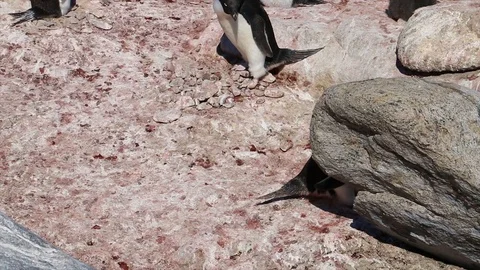 Antarctica. penguins Stock Footage 119579038