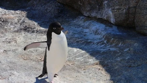 Antarctica. penguins Stock Footage 119579062
