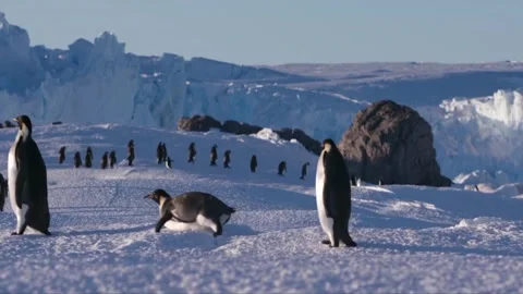 Antarctica &amp;Penguins Stock Footage 308228849