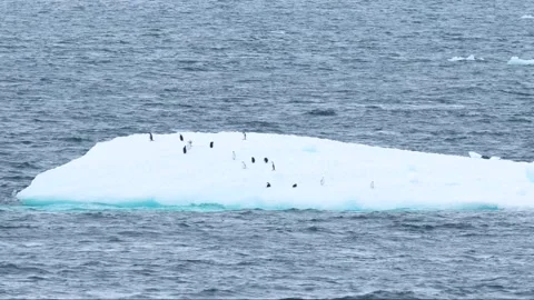 Antarctica Penguins On Iceberg Close Up Leopard Seal in the Water Tries Sev.. Stock Footage 340591789